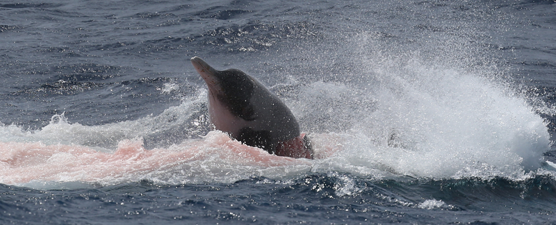 Illustration for article titled Unprecedented Images Show Orcas Hunting and Killing Rare Beaked Whales